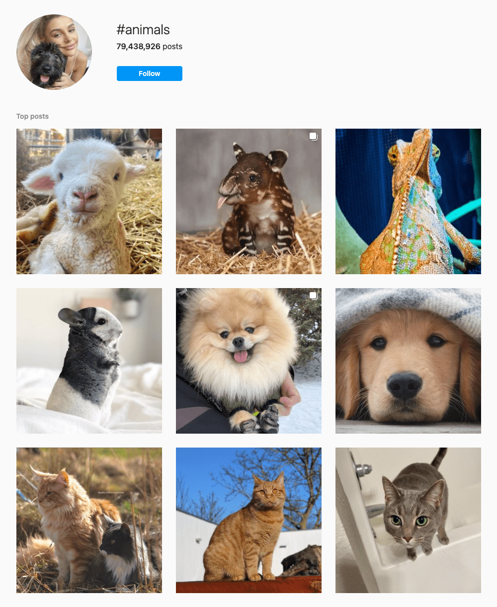 Instagram explore page for the hashtag #animals.