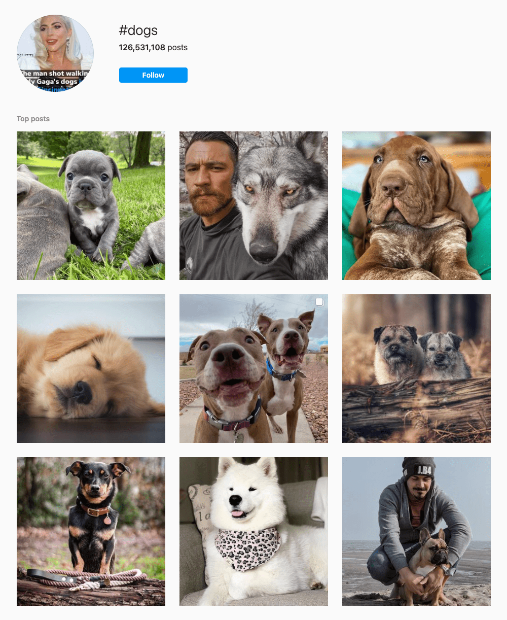 Instagram explore page for the hashtag #dogs.